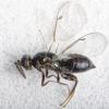 Omphale sp.